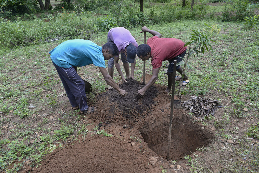 2x2 feet pits are dug, and soil and compost are mixed to plant each and every sapling.