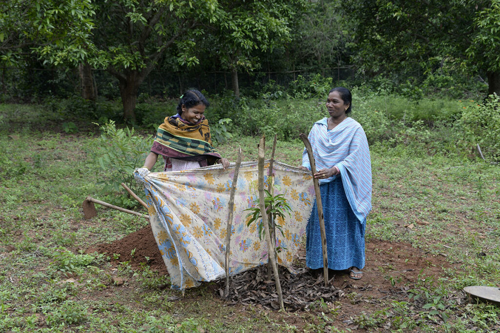 Old sarees are used to drape around saplings to protect them from animals.