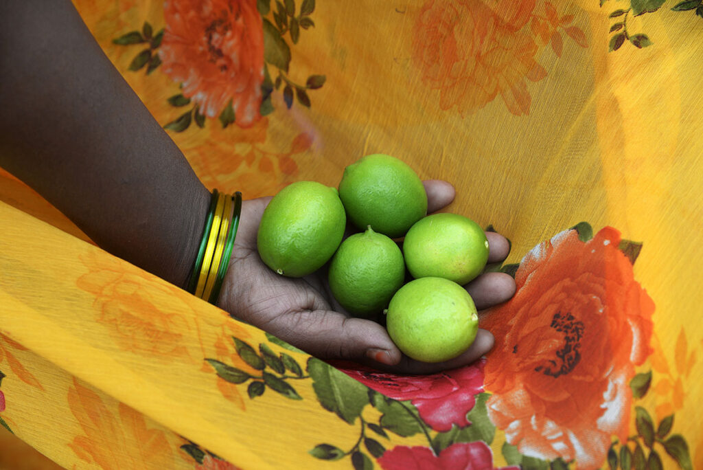 Fruits, timber, vegetables, and staple crops are abundant on the farms.