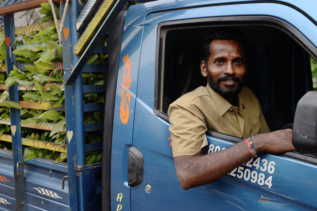 Millions of saplings transported by convoys of trusted drivers.