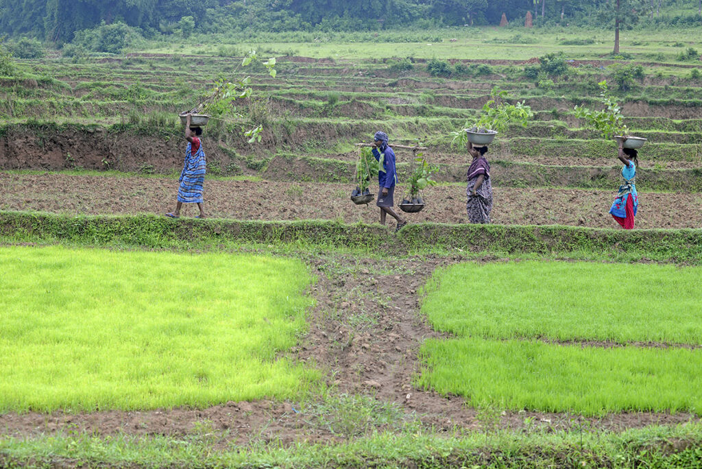 Farmer families carry their saplings to their GPS-tracked plots together.