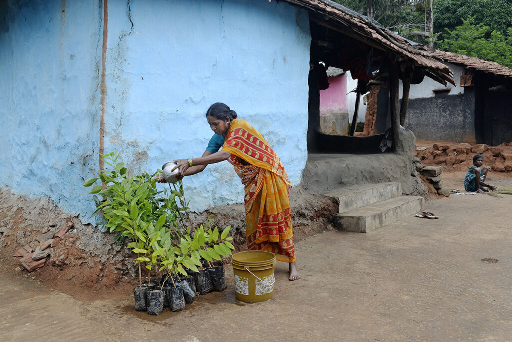 Saplings are watered daily and kept in optimal condition before planting begins.