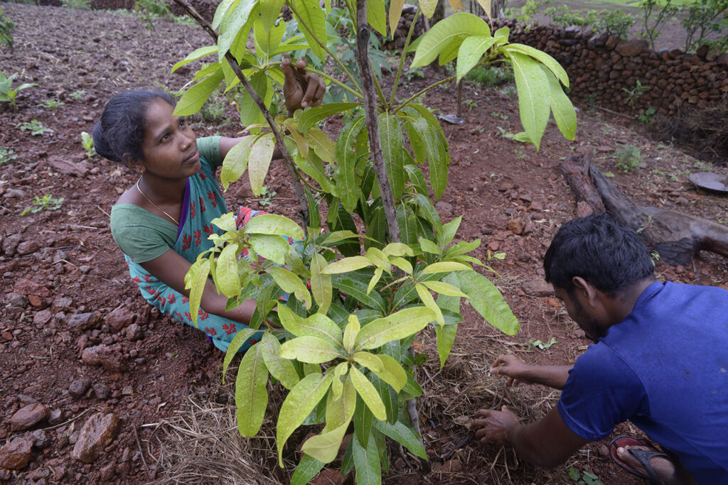 Mulching is key to retaining moisture in the topsoils surrounding the sapling.