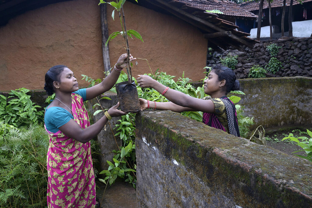 Care is taken when counting and storing saplings at home.